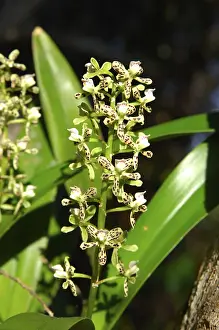 South American Nature Reserve Drucke: Encycila orchids Encycila spec