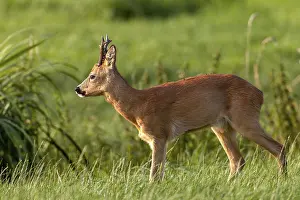Wild Animal Behavior Europe Drucke: At the end of the first decade of August