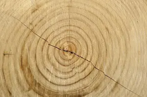Agricultural Industry Images Drucke: Endgrain of Eucalyptus log at logging site