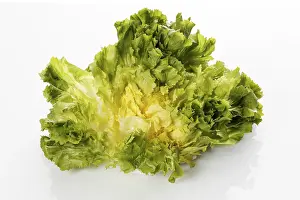 Healthy Salad Ingredients Drucke: Endive (Cichorium endivia)