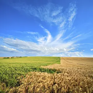 Grainfield Cultivation Germany Drucke: Endless barley fields and wheat fields under blue sky with veil clouds