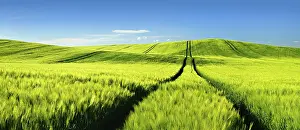 Cumulus Clouds Blue Sky Drucke: Endless green barley field in spring