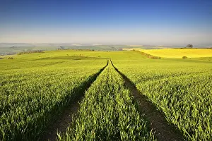 Morning Light In Germany Drucke: Endless green grain field in spring