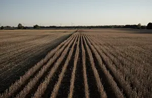 Horizon Landscape Photography Drucke: Endless rows of crops bisect the field