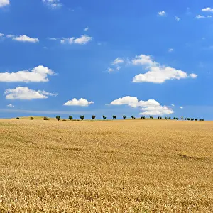 Summer Day In The Country Drucke: Endless wheat field under blue sky with clouds