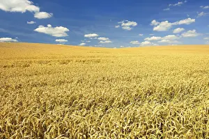 Empty German Countryside Road Drucke: Endless wheat field under blue sky with clouds