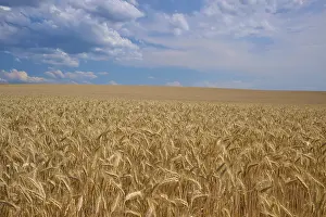 Blue Sky Germany Drucke: Endless wheat field under a blue sky with some clouds