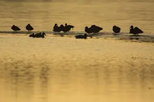 Drucke von Enten, Eisfläche, Enten, Eiszustand, wildtiere, Wildtiere, See, gefroren, zugefroren Natur Wintertag Natur Tiere wilde Enten Wildenten Stockenten Stockente Ente Drucke: Enten, Eisfläche, Enten, Eis