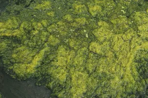 Hydrophytic Plant Species Drucke: Environment, algae formation in the river