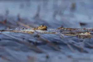 Amphibian Wildlife Photography Drucke: Erdkrote (Bufo bufo), Mannchen