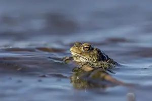 Wild Animal Mating Behavior Drucke: Erdkrote (Bufo bufo), Mannchen