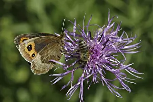 Erebia Aethiops Drucke: Erebia aethiops, moth moth, forest devil