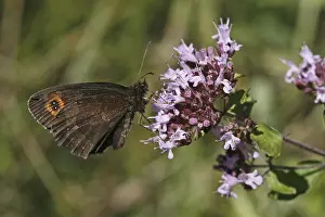Satyrine Insect Photography Drucke: Erebia aethiops, moth moth, forest devil