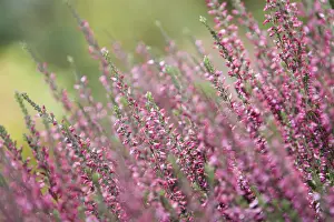 Common Heather Bloom Drucke: Ericaceae