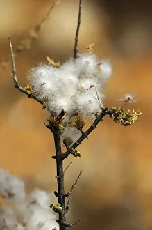 Desert Flowering Plants Drucke: Eriocephalus Microphyllus with seeds