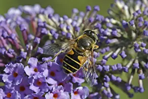 Wildlife Photography Hoverfly Drucke: Eristalis interrupta, medium wedge-spotted hoverfly