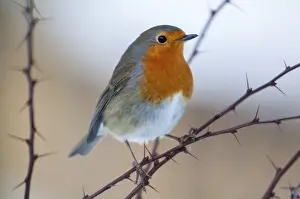 European Robin Drucke: Erithacus rubecula, robin, robins