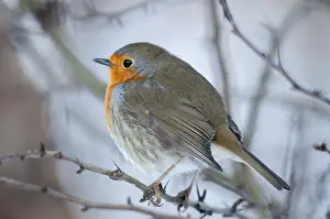 European Robin Drucke: Erithacus rubecula, robin, robins