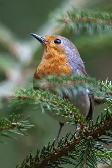 European Robin Drucke: Erithacus rubecula, robin, robins