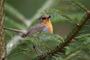 European Robin Drucke: Erithacus rubecula, robin, robins