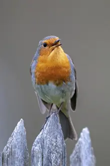 Garden Fence Birds Drucke: Erithacus Rubecula, Robin, Robins