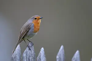Garden Fence Birds Drucke: Erithacus rubecula, robin, robins