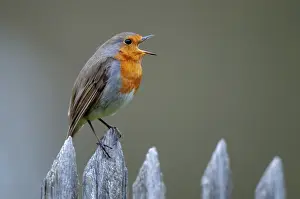 Garden Fence Birds Drucke: Erithacus rubecula, robin, robins