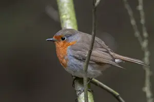 Natural Habitat Photos Drucke: Erithacus rubecula, robin, robins