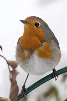 European Robin Drucke: Erithacus rubecula, robin, robins