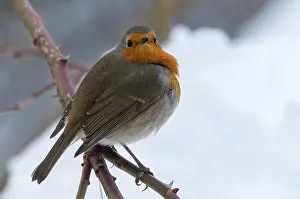 Winter Birds Drucke: Erithacus rubecula, robin, robins
