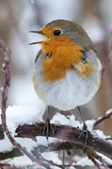 Songbirds In Winter Drucke: Erithacus rubecula, robin, robins