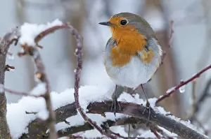Erithacus rubecula, Rotkehlchen, Rotkehlchen