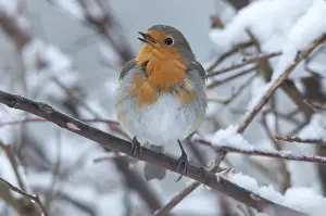 Winter Songbirds Drucke: Erithacus rubecula, robin, robins