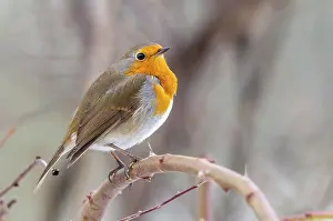 Wildlife Bird Images Drucke: Erithacus rubecula, robin, robins
