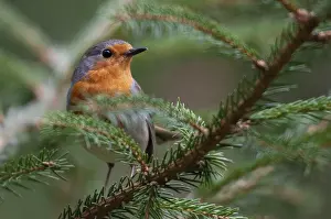 Natural Environment Pictures Drucke: Erithacus rubecula, robin, robins