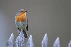 Garden Fence Birds Drucke: Erithacus rubecula, robin, robins