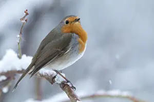 European Robin Drucke: Erithacus rubecula, robin, robins