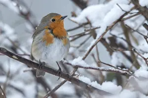 Drucke von Erithacus rubecula, Rotkehlchen, Rotkehlchen, Vögel, Passeriformes, Schnee, Singvögel, Schnee, Singvögel,Vögel,Winter Robins Drucke: Erithacus rubecula, Rotkehlchen, Rotkehlchen.