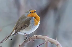 European Robin Drucke: Erithacus rubecula, robin, robins