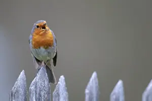 Garden Birds Drucke: Erithacus rubecula, robin, robins
