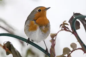 Natural Habitat Scenes Drucke: Erithacus rubecula, robin, robins