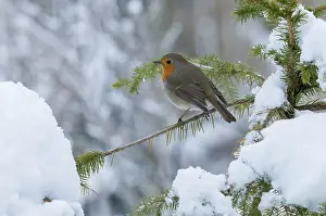 Winter Bird Images Drucke: Erithacus rubecula, robin, robins