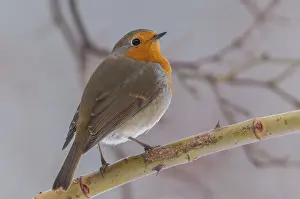 Deserted Natural Environment Drucke: Erithacus rubecula, robin, robins