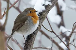 Winter Birds Drucke: Erithacus rubecula, robin, robins