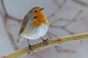 Natural Environments Drucke: Erithacus rubecula, robin, robins