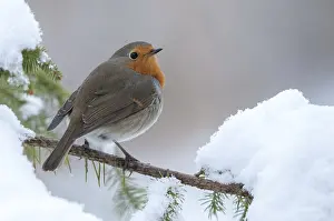 Drucke von Erithacus rubecula, Rotkehlchen, Rotkehlchen, Vögel, Passeriformes, Schnee, Singvögel, Schnee, Singvögel ,Vögel ,Winter Robins Drucke: Erithacus rubecula, Rotkehlchen, Rotkehlchen