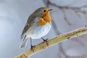 Deserted Habitat Images Drucke: Erithacus rubecula, robin, robins