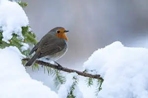 Bird Photography Drucke: Erithacus rubecula, robin, robins