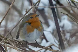 Snow Songbirds Drucke: Erithacus rubecula, robin, robins