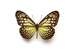 Flying Insect Photography Drucke: EshMKYhHKiw